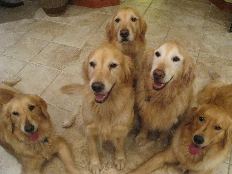 Golden Retrievers Puppies For Sale Orland Park Il Our Dogs