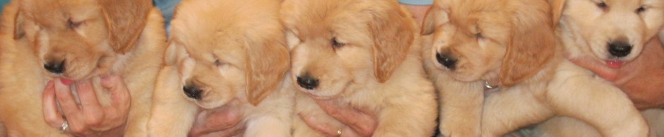 Golden Retrievers Puppies For Sale Orland Park Il Home
